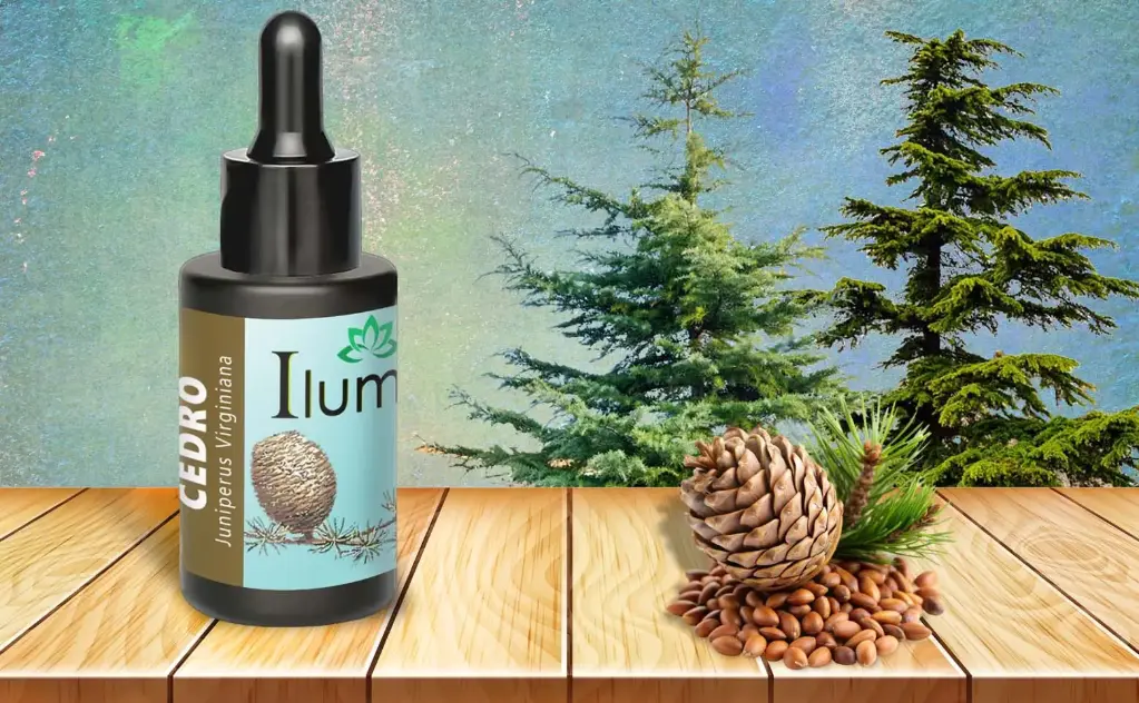 Aceite esencial de Cedro 10 Ml