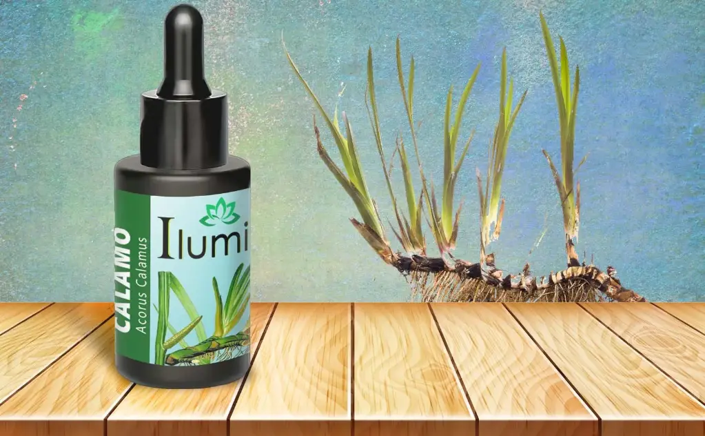 Aceite esencial de Calamo 10 ml