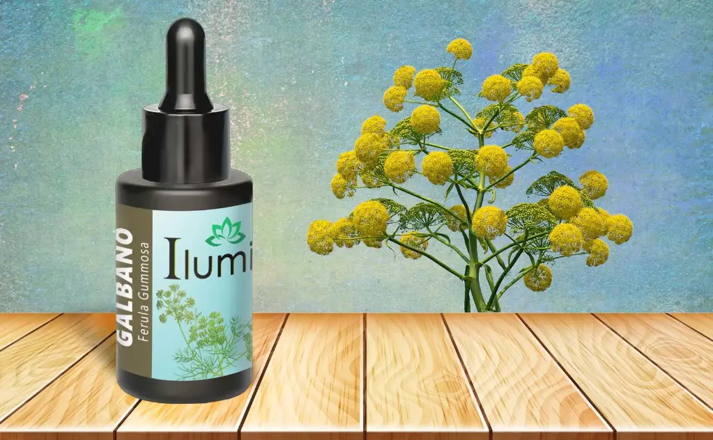 Aceite esencial de Galbano 10 ml