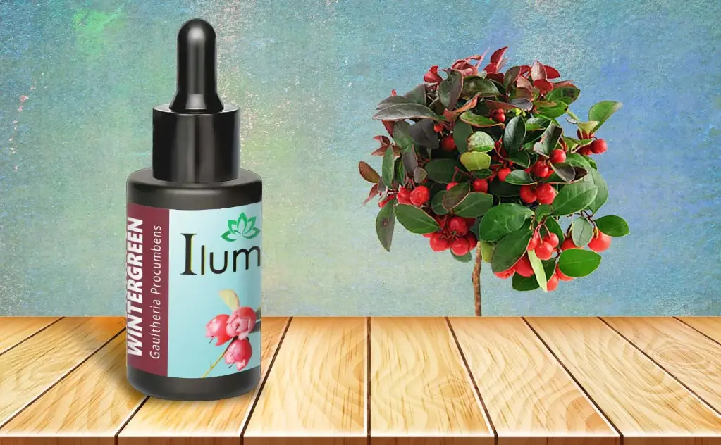 Aceite esencial de Wintergreen 10 Ml